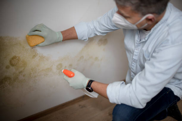 Best Mold Removal Near Me  in Simmesport, LA