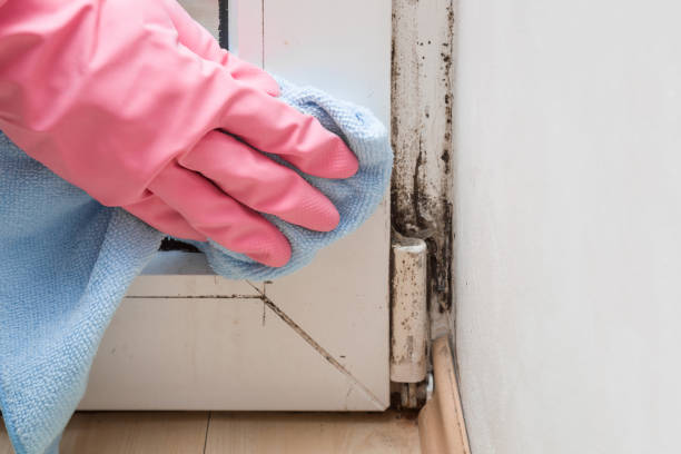 Best Mold Removal Company Near Me  in Simmesport, LA