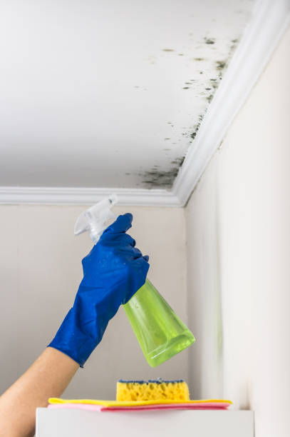 Best Black Mold Removal  in Simmesport, LA