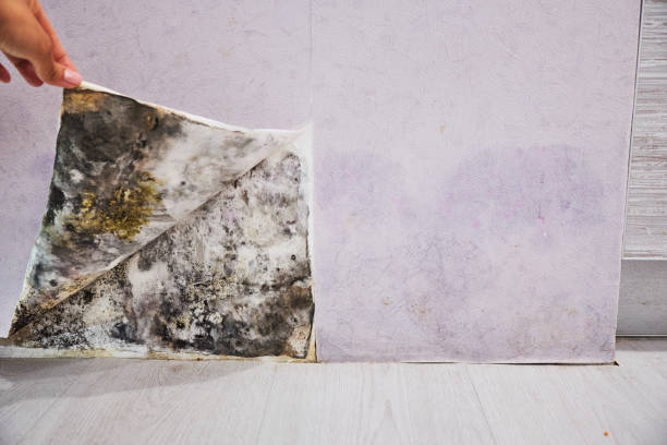 Best Commercial Mold Removal  in Simmesport, LA